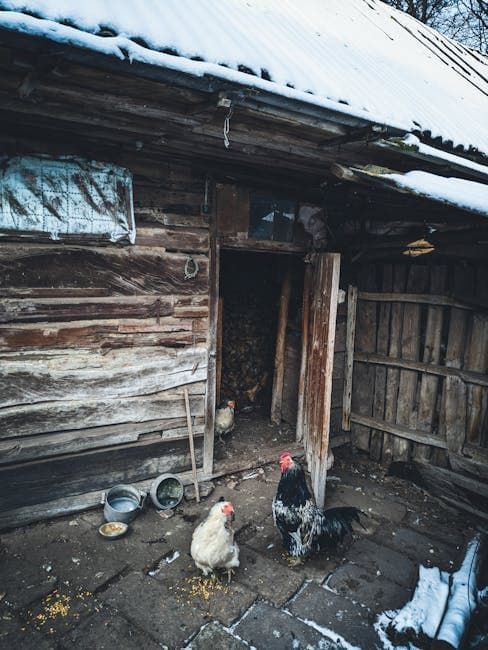 Winter Chicken Care: Your Complete Guide to a Healthy Flock All Season