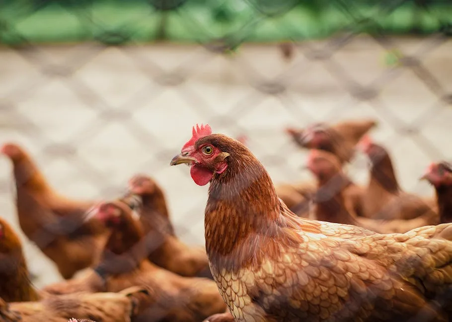 Backyard chickens in a farm setting